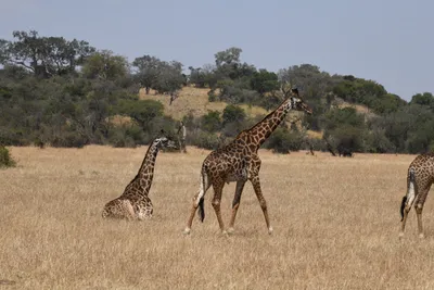 DSC_3542 (Large).JPG